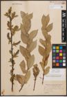 Foto von Salix cordata Michx.